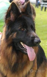 Cuccioli di pastore tedesco a pelo lungo