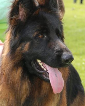 Cuccioli di pastore tedesco a pelo lungo