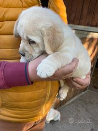 Labrador miele con pedigree