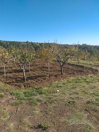 Terreno a prugne Biancavilla