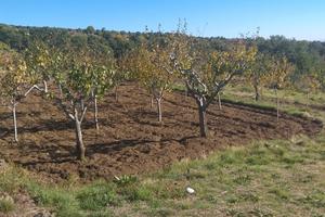 Terreno a prugne Biancavilla