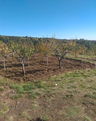 Terreno a prugne Biancavilla