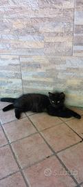 Gattina femmina