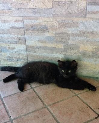 Gattina femmina