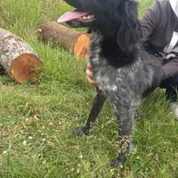 Cane da caccia