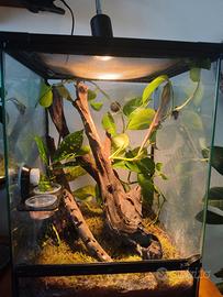 Geco ciliatus con terrario allestito