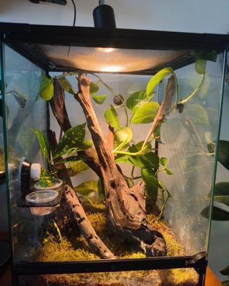 Geco ciliatus con terrario allestito