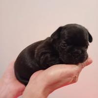 Cuccioli bouledogue francese pedigree