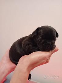 Cuccioli bouledogue francese pedigree