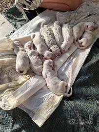 Due cuccioli di maremmano