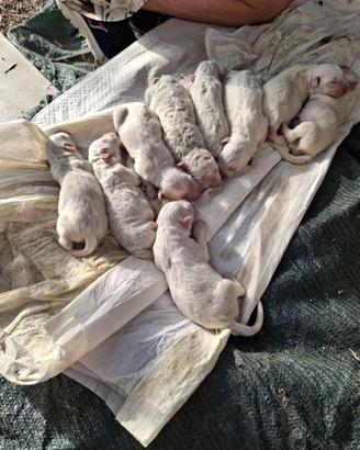 Due cuccioli di maremmano