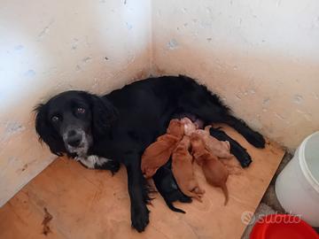 Cuccioli cocker
