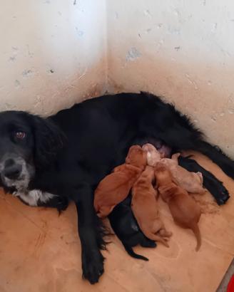 Cuccioli cocker