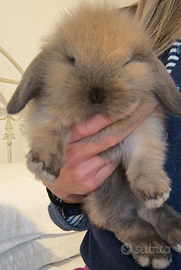 Coniglietti ariete