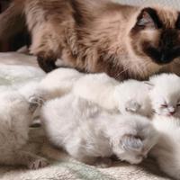 Cuccioli siberiani neva