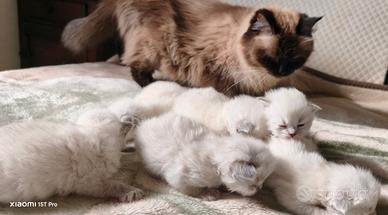 Cuccioli siberiani neva