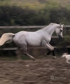 P.S.O cavallo intero