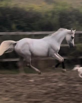 P.S.O cavallo intero