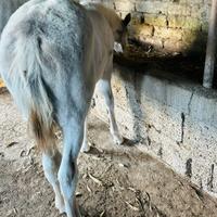 Puledra paint