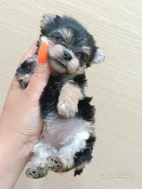 cuccioli Yorkshire