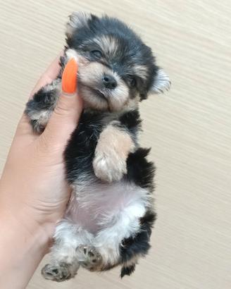 cuccioli Yorkshire