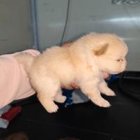 Volpini di Pomerania