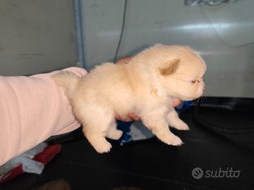 Volpini di Pomerania