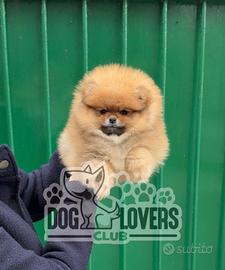 Cucciolata ECCELLENTE POMERANIA LINEE AMERICANE