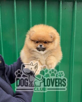 Cucciolata ECCELLENTE POMERANIA LINEE AMERICANE