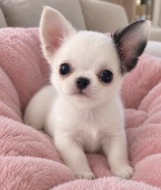 Chihuahua femmina toy