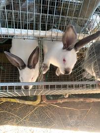 Conigli californiani