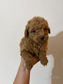 Barboncini maltesi e maltipoo