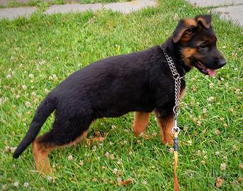 Cucciola di Pastore Tedesco con pedigree