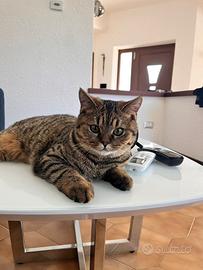Cucciolo British Shorthair