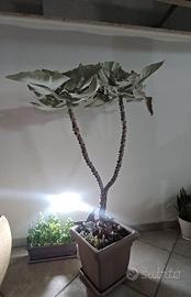Piante grasse