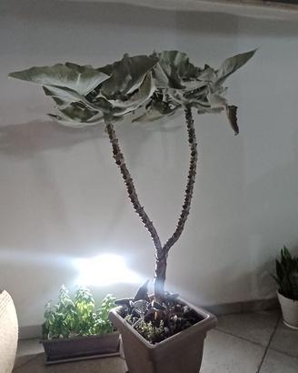 Piante grasse