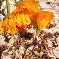 Semi di Calendula 