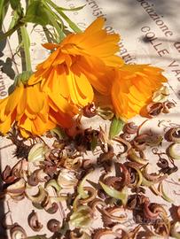 Semi di Calendula 