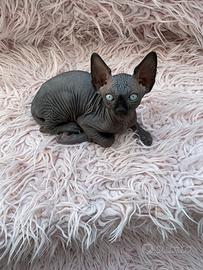 Gatti sphynx