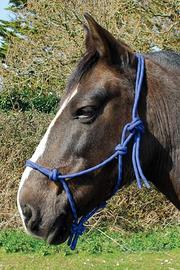 Cavalli pony asini muli