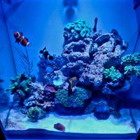 acquario aq pet 64 litri