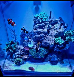 acquario aq pet 64 litri