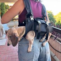 Trasportino/zaino cane con tracolla