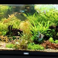 Piante acquario dolce