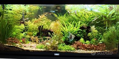 Piante acquario dolce