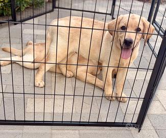 Labrador pedigree