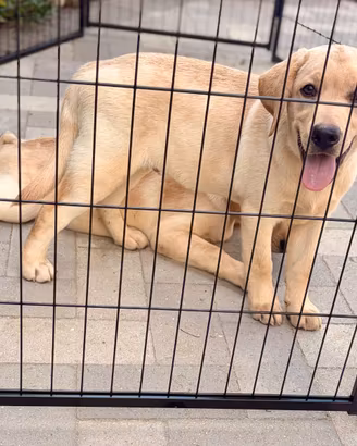 Labrador pedigree