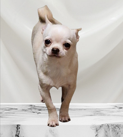 Chihuahua