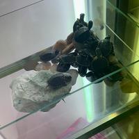 Tartaruga d'acqua Reggio Calabria