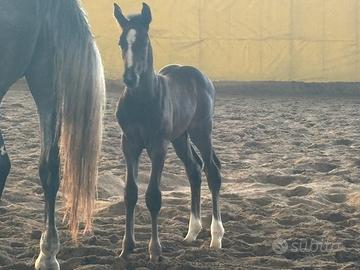 Puledro 2025 Zangersheide